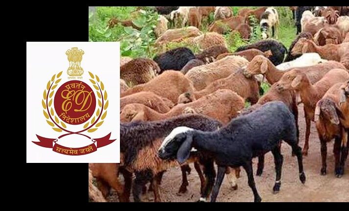 Rs.700 Cr Sheep Scam ED Raids Uncover Telangana Fraud
