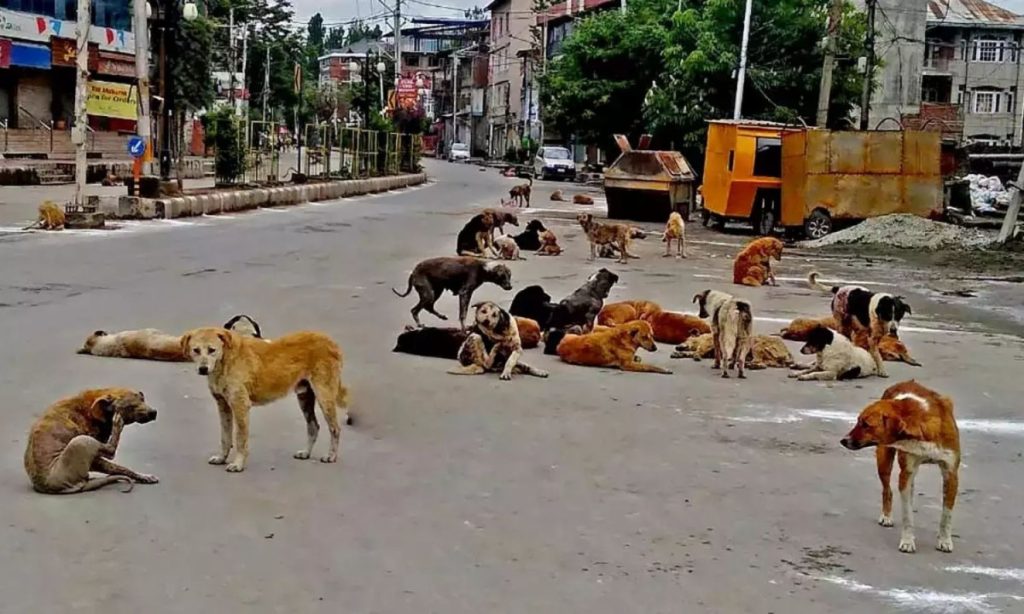 SC'S-DECISIVE-STRIKE-ON-STRAY-CANINE-PERIL