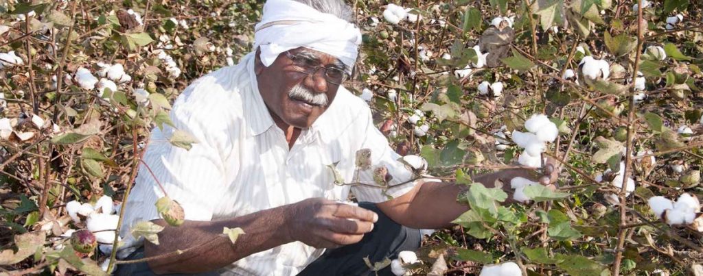 COTTON-WOES:-RAINS-RUIN-YIELDS,-PRICES-PLUNGE
